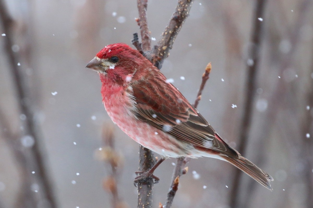 Purple Finch - ML54784581