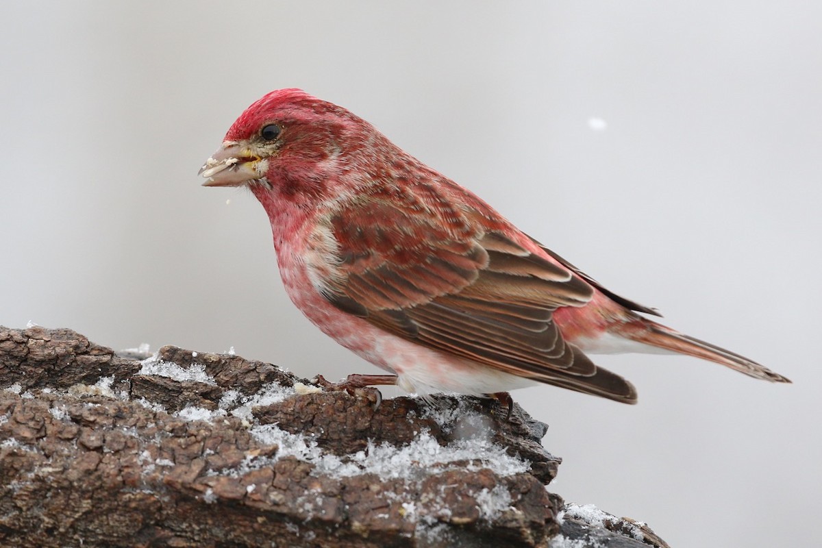 Purple Finch - ML54784591