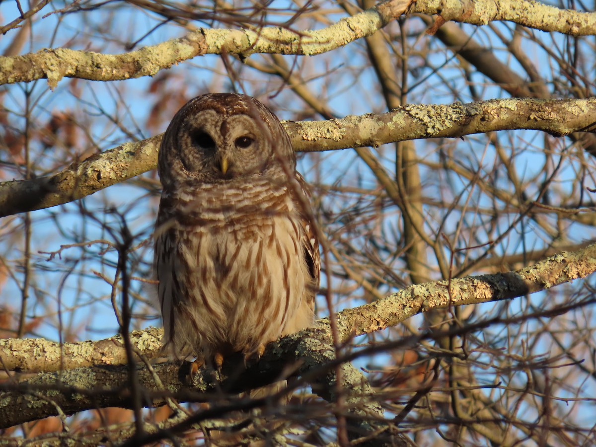 Barred Owl - ML547846271