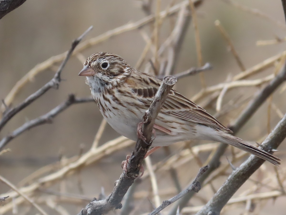 Vesper Sparrow - ML547846851