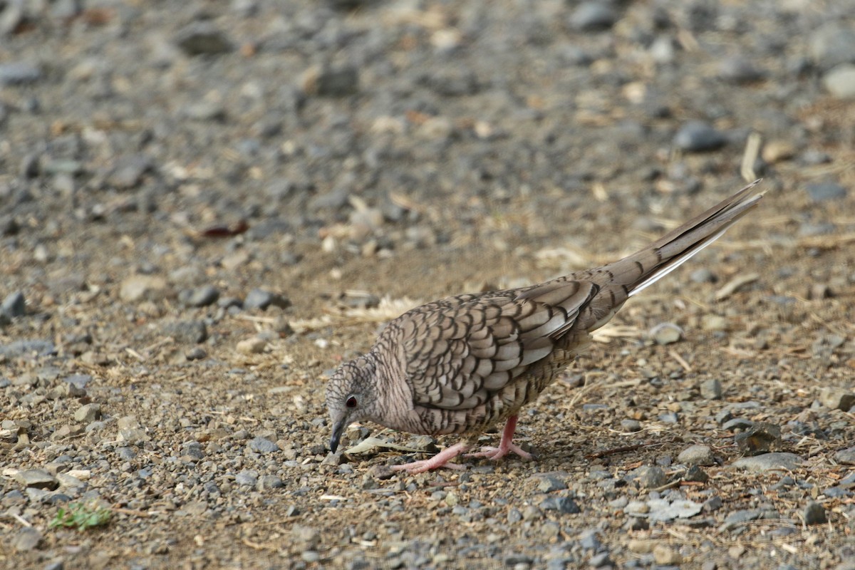 Inca Dove - Cameron Eckert