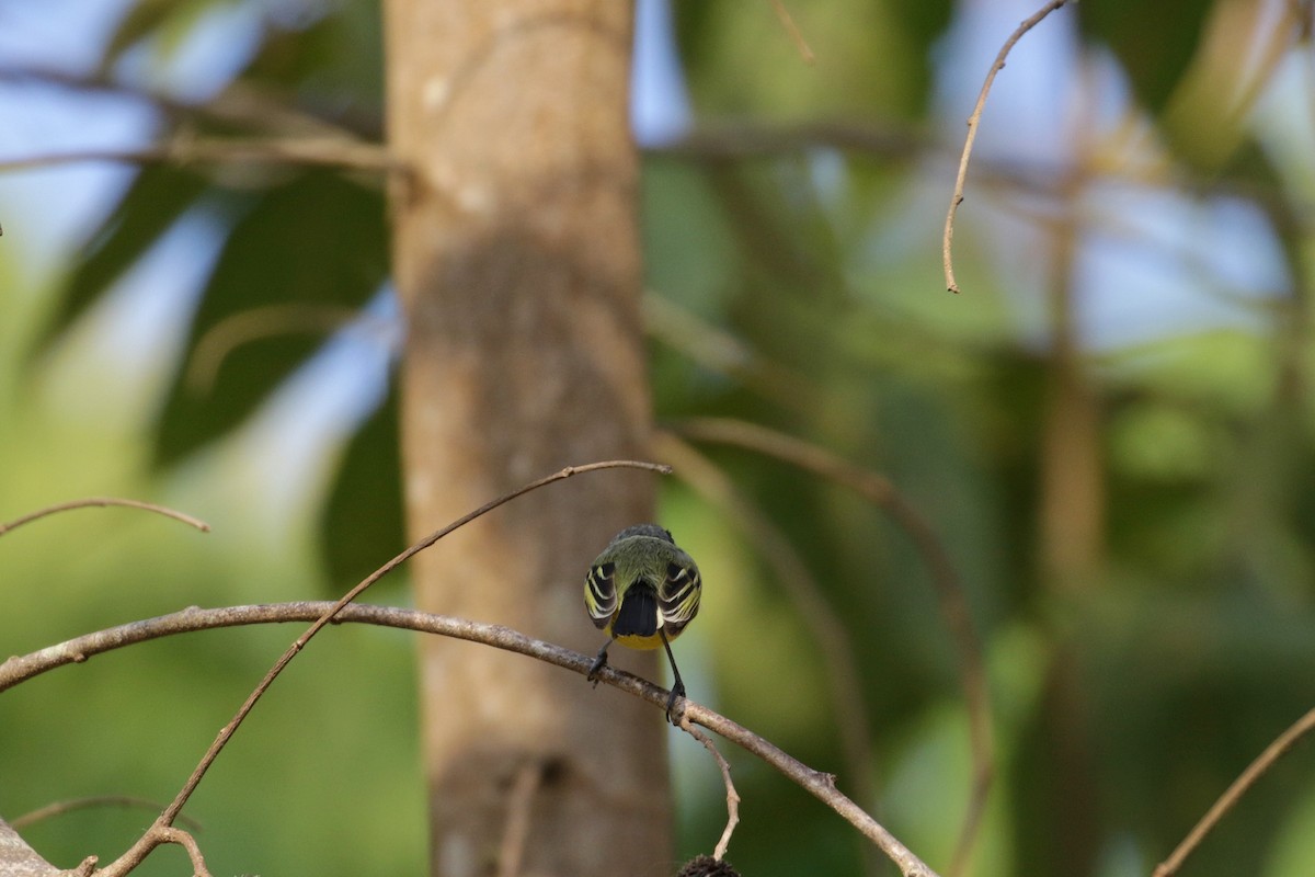 Common Tody-Flycatcher - Cameron Eckert