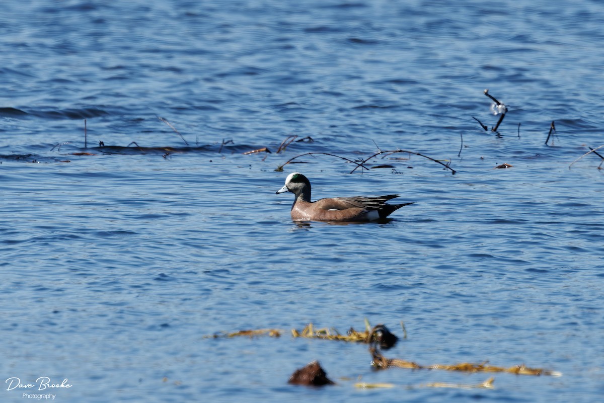 American Wigeon - ML547847811