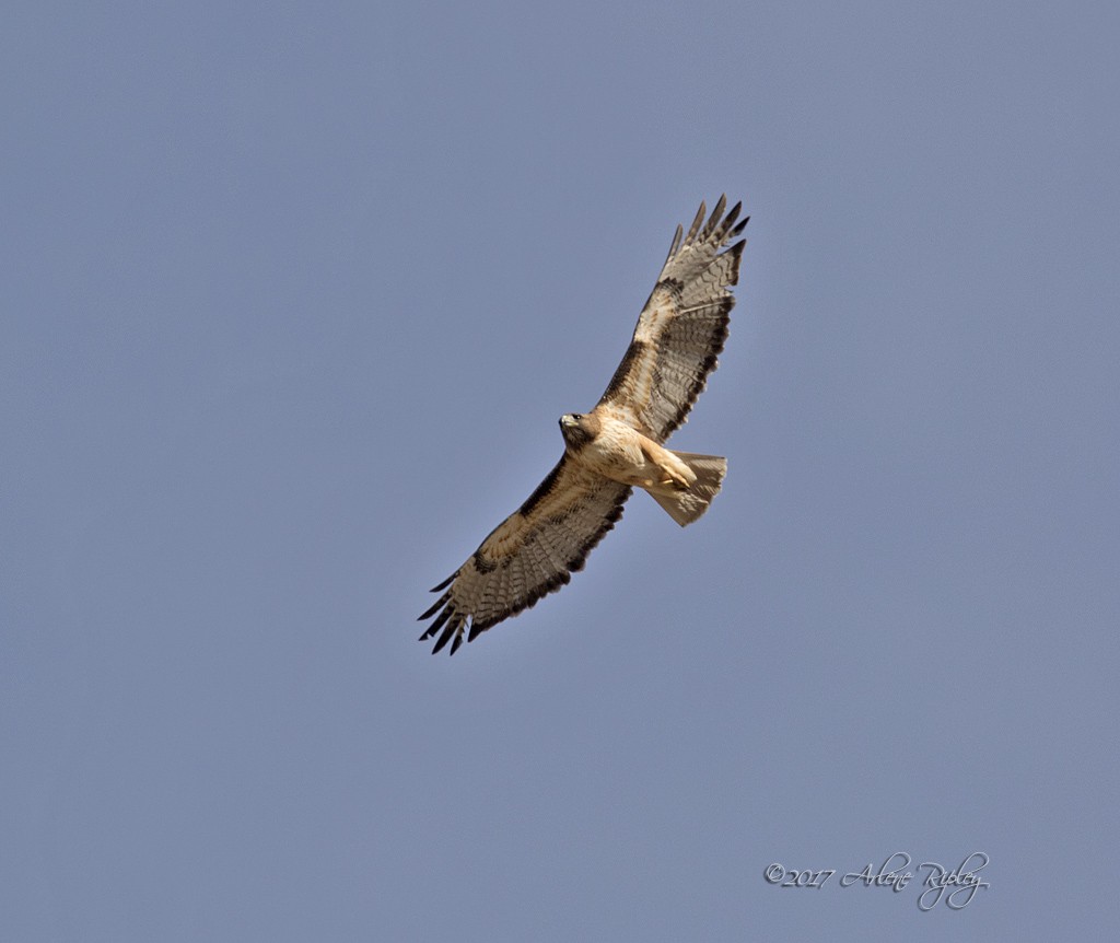 Red-tailed Hawk - ML54784831