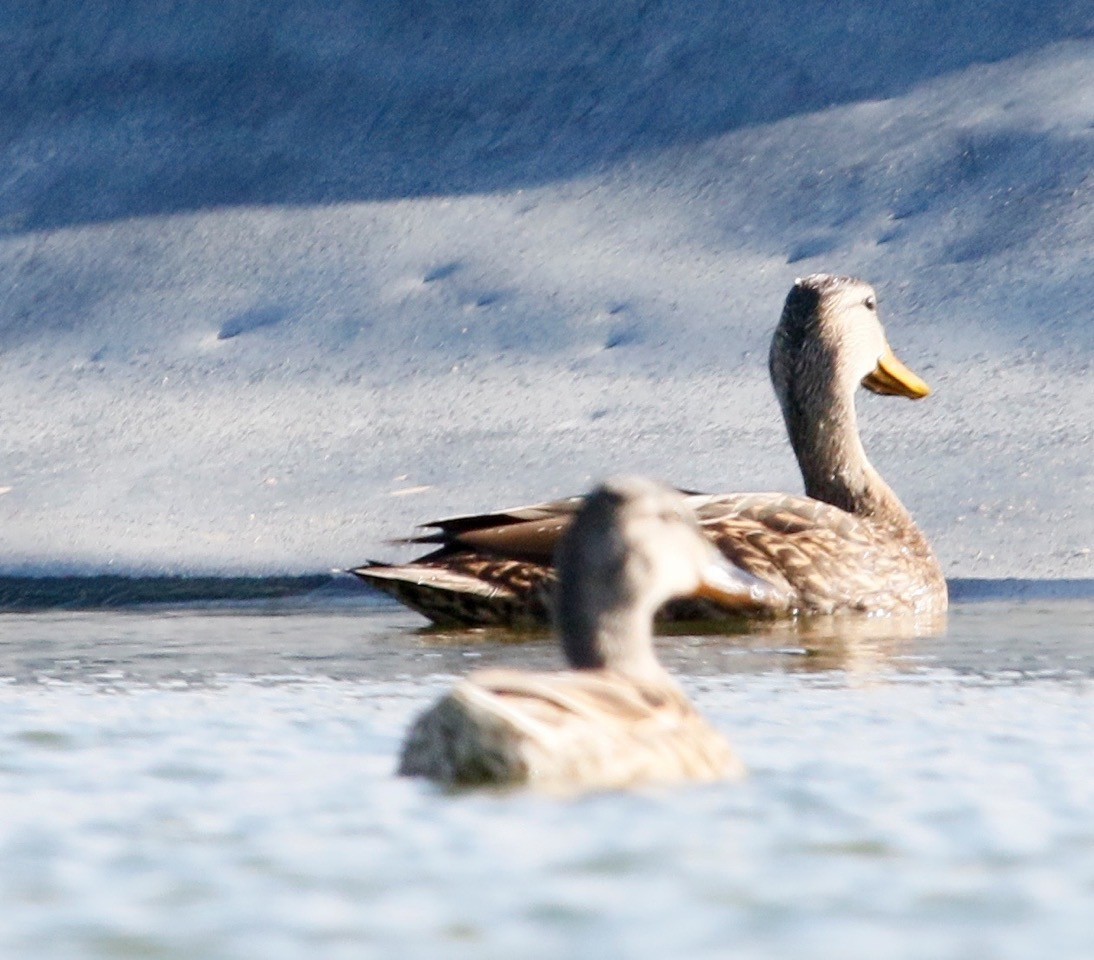 Canard du Mexique - ML547848331