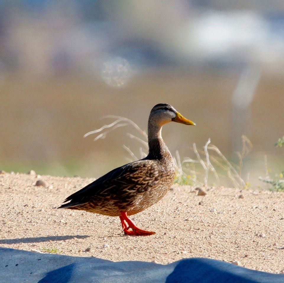 Canard du Mexique - ML547848341