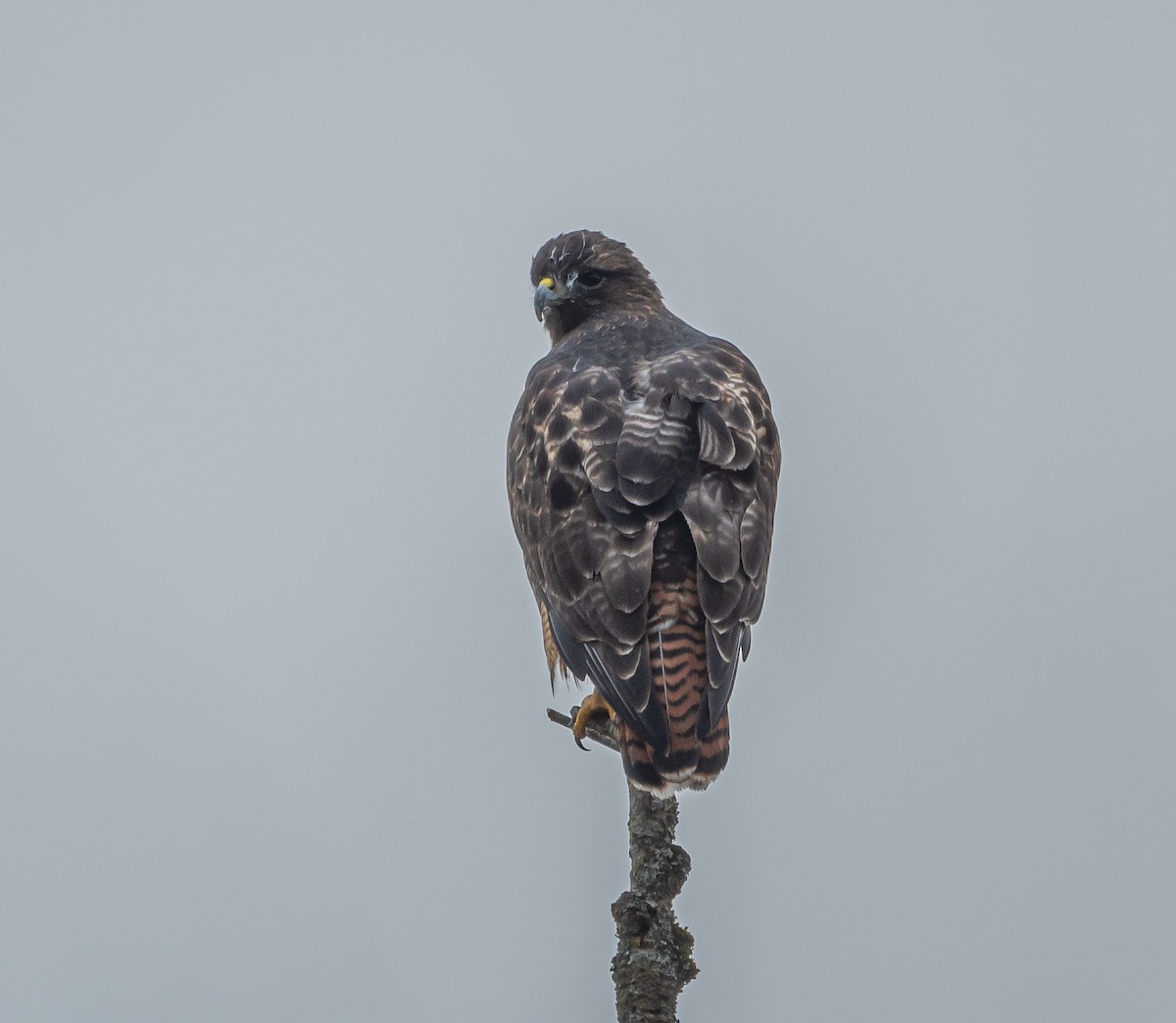 Red-tailed Hawk - ML547849871