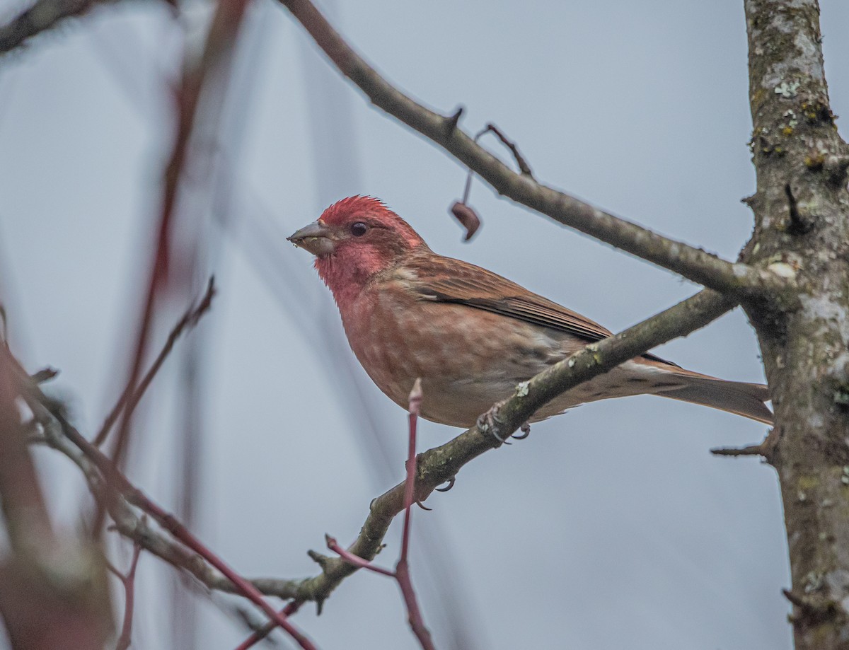 Purple Finch - ML547849971