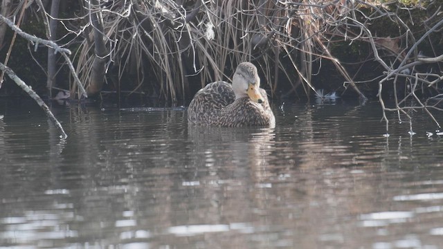 Mottled Duck - ML547850251