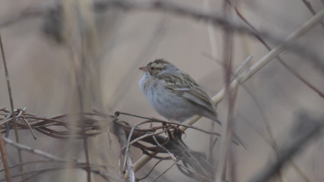 Clay-colored Sparrow - ML547850341