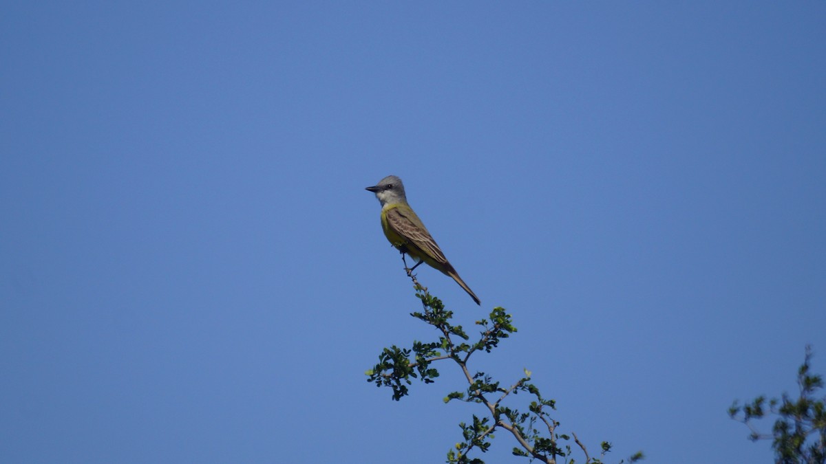 Couch's Kingbird - ML547850791