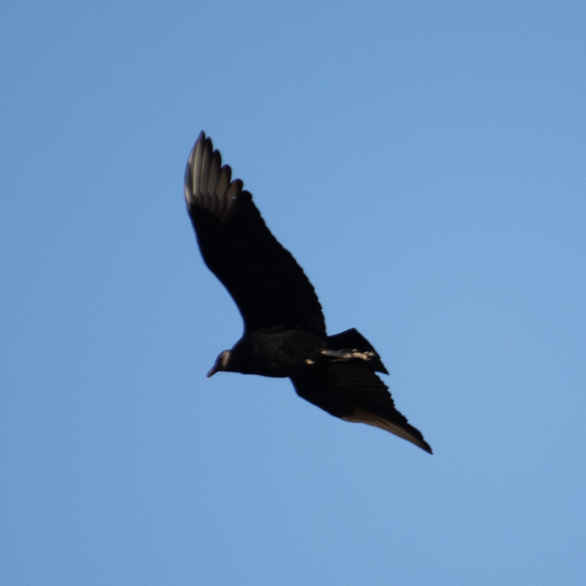 Urubu noir - ML547852411