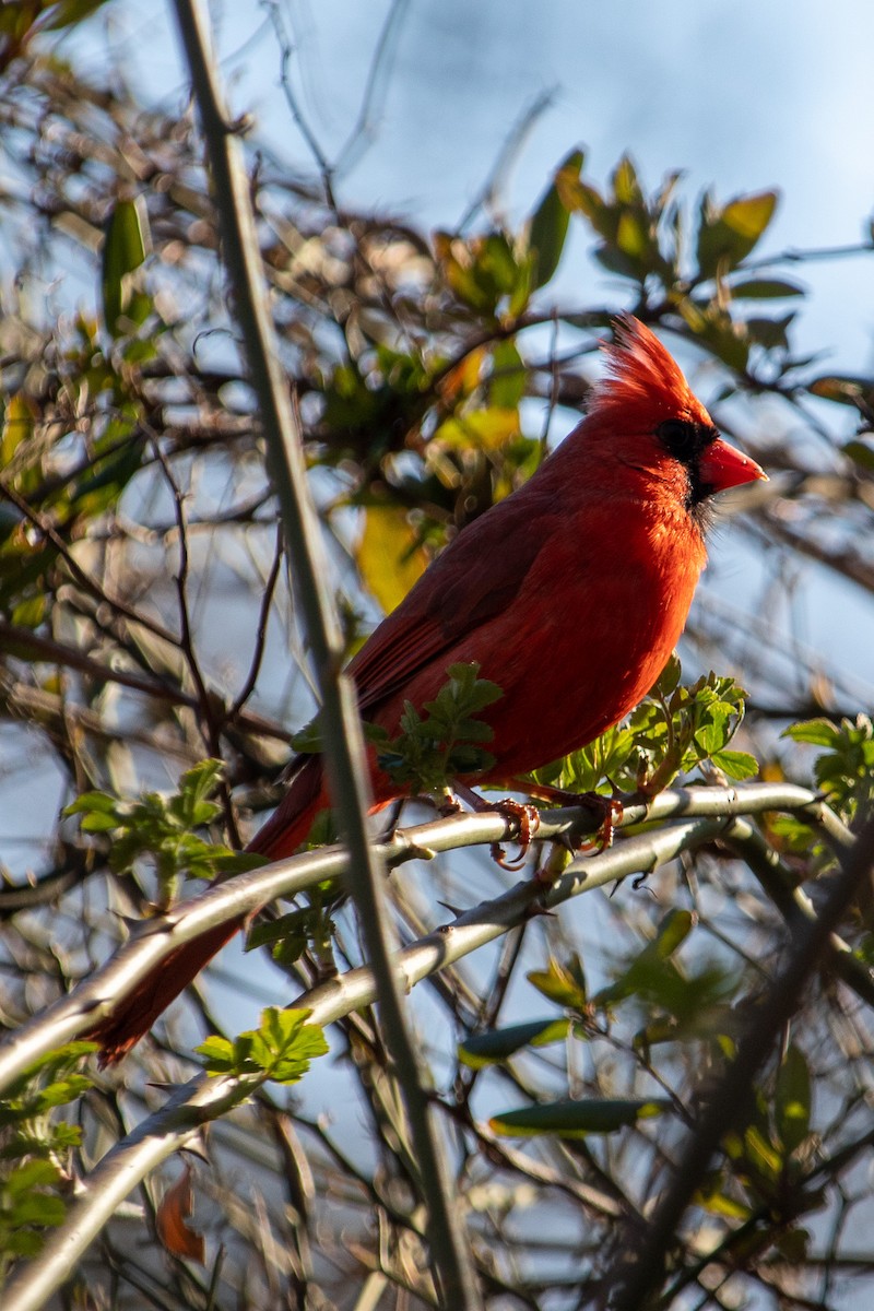 Cardinal rouge - ML547852491