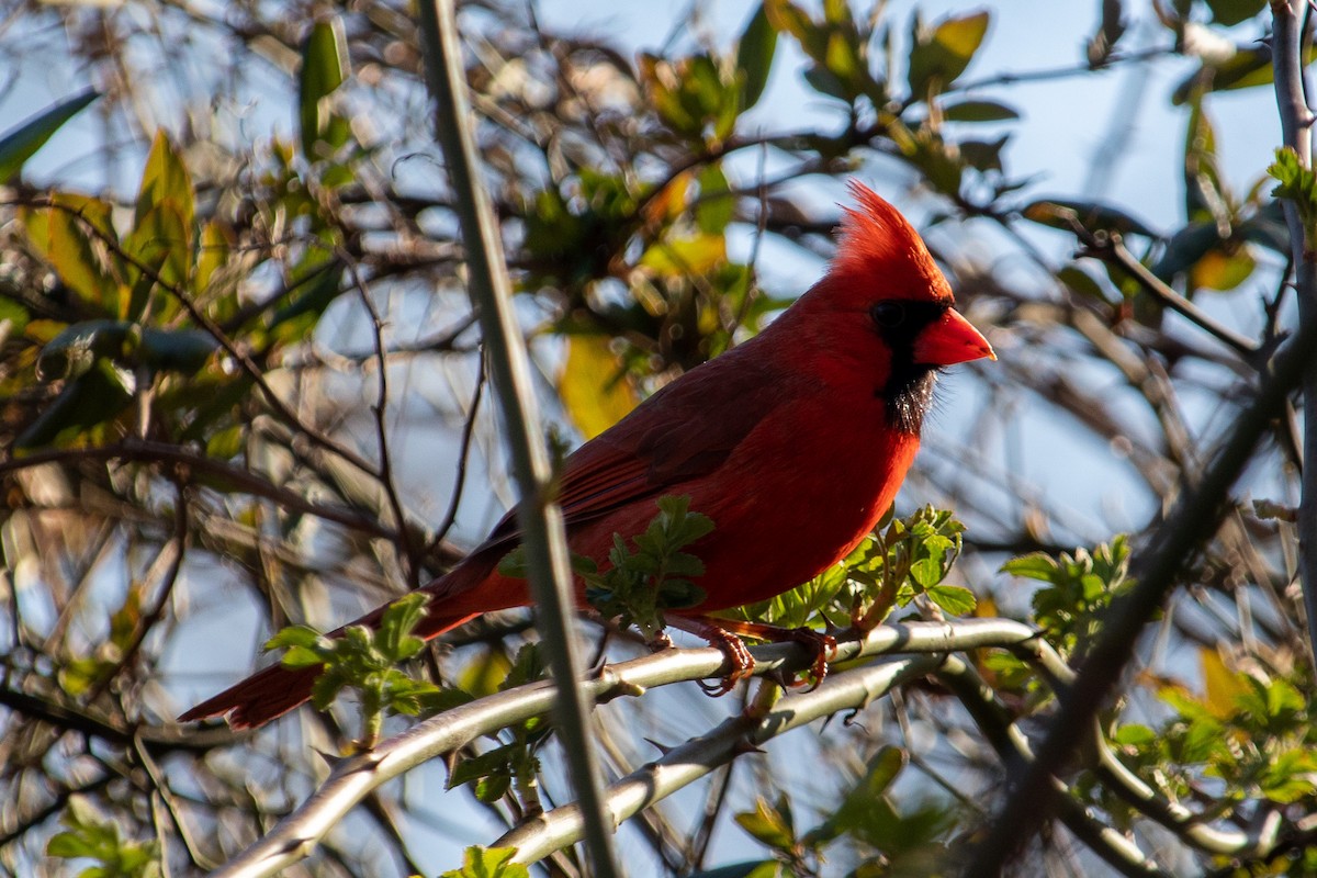 Cardinal rouge - ML547852501