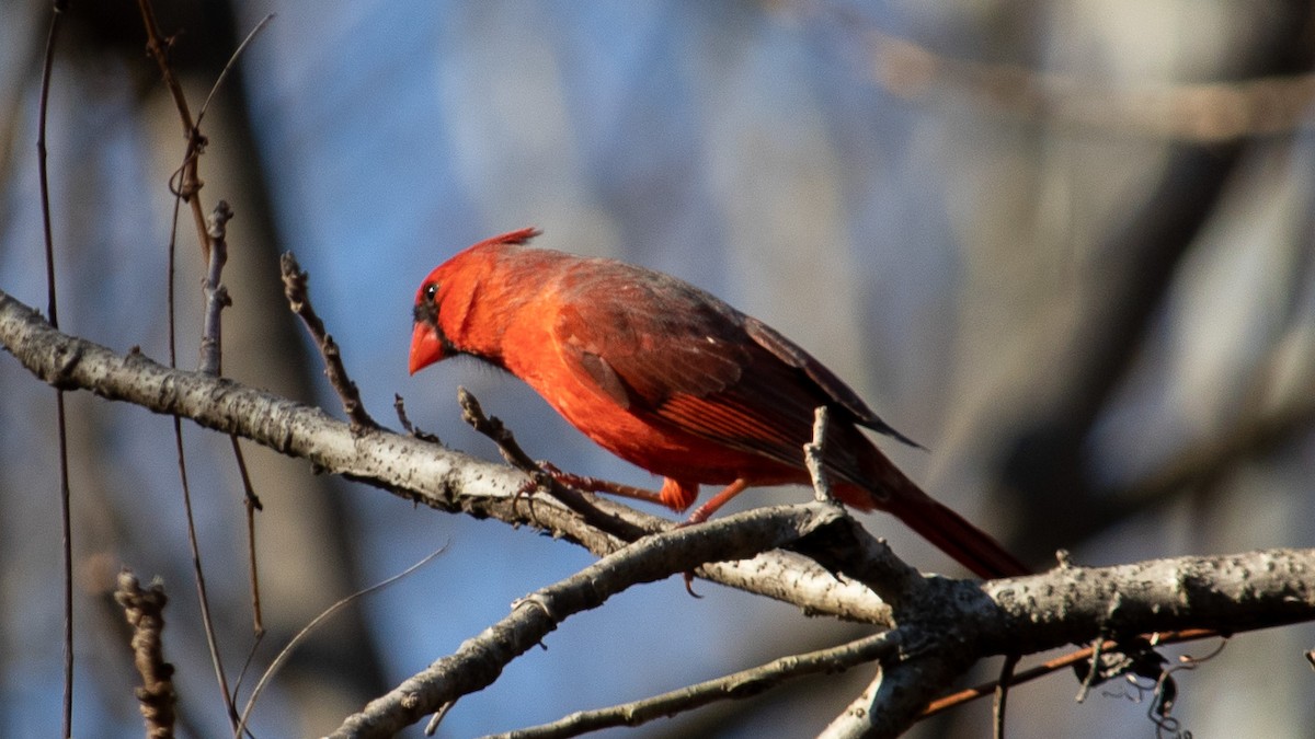 Cardinal rouge - ML547852511