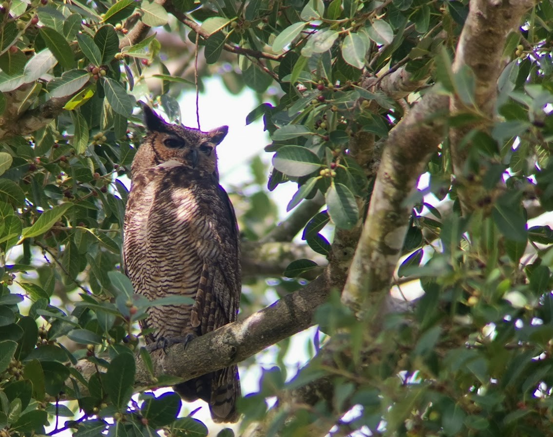 Great Horned Owl - ML547853461