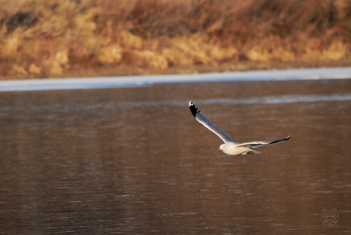 Ring-billed Gull - ML547853471