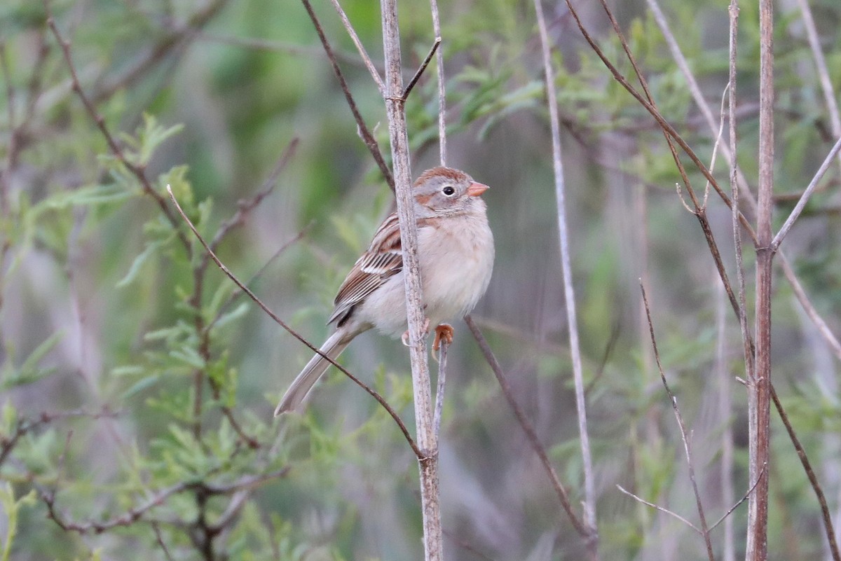 Field Sparrow - ML547853501