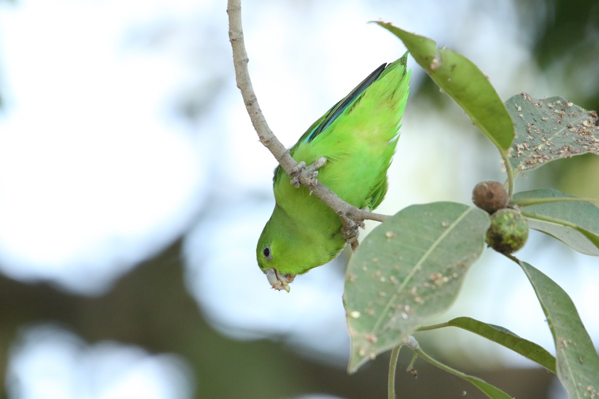 Mexican Parrotlet - ML547853711