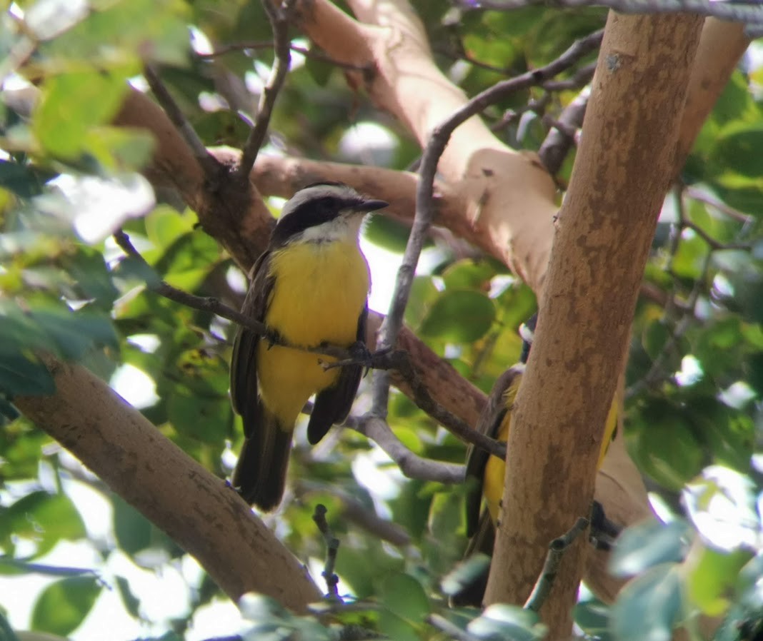 White-bearded Flycatcher - ML547853821