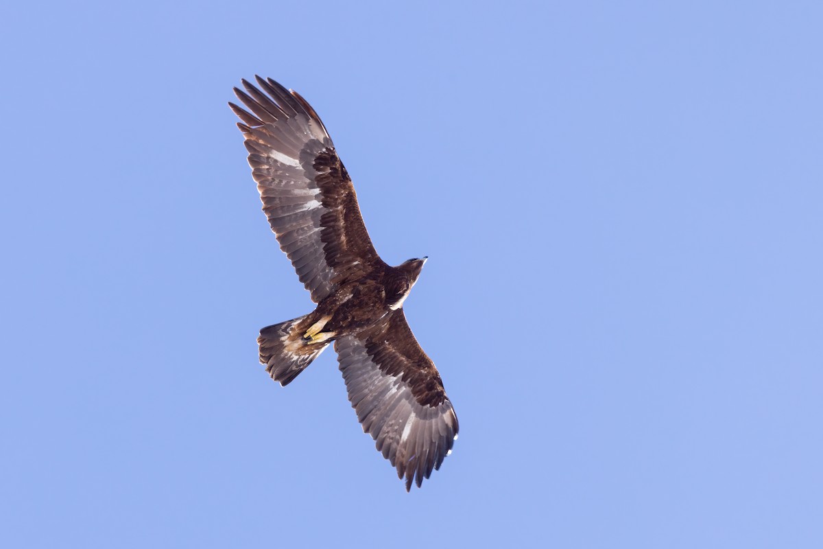 Golden Eagle - ML547854581