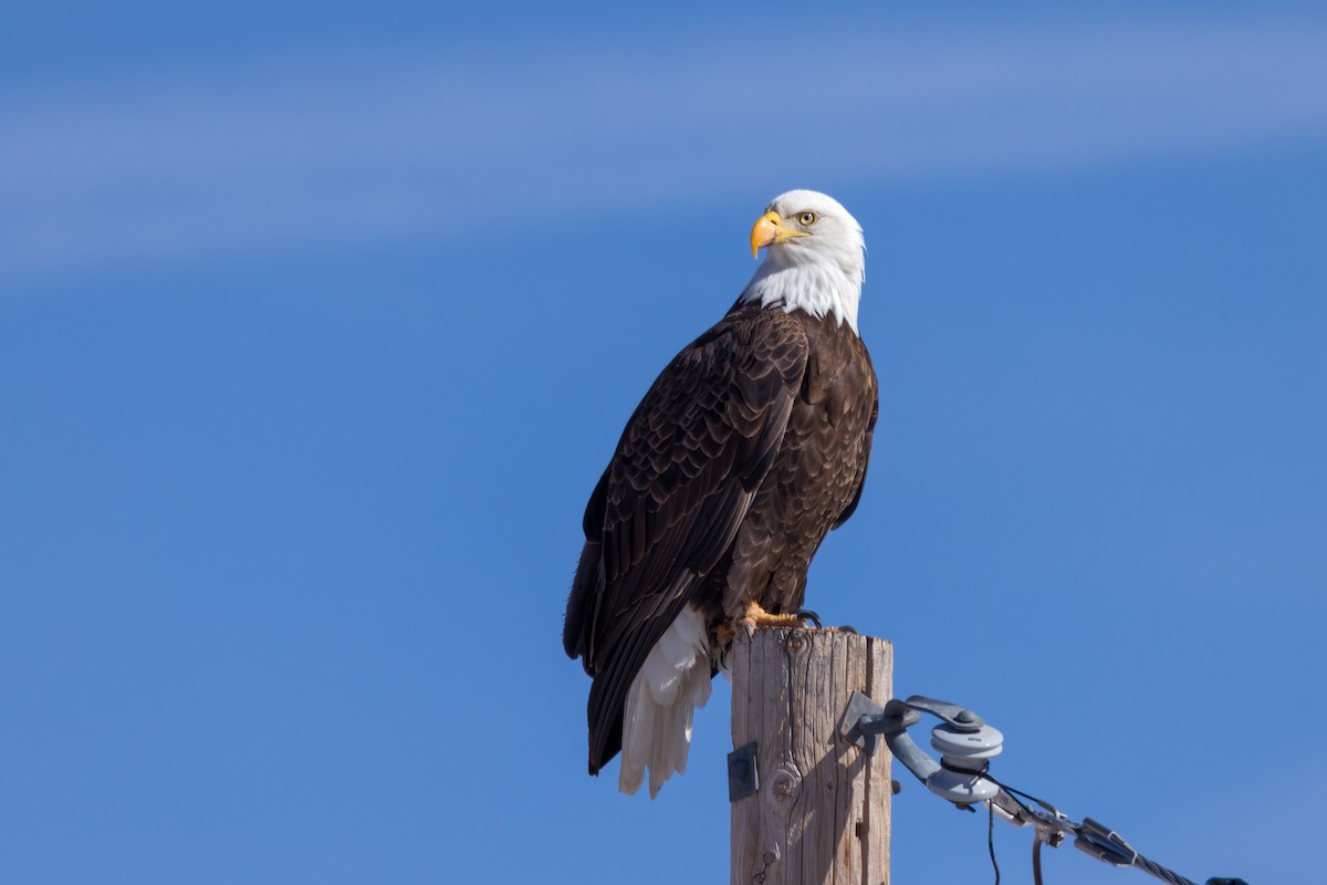 Bald Eagle - ML547854651