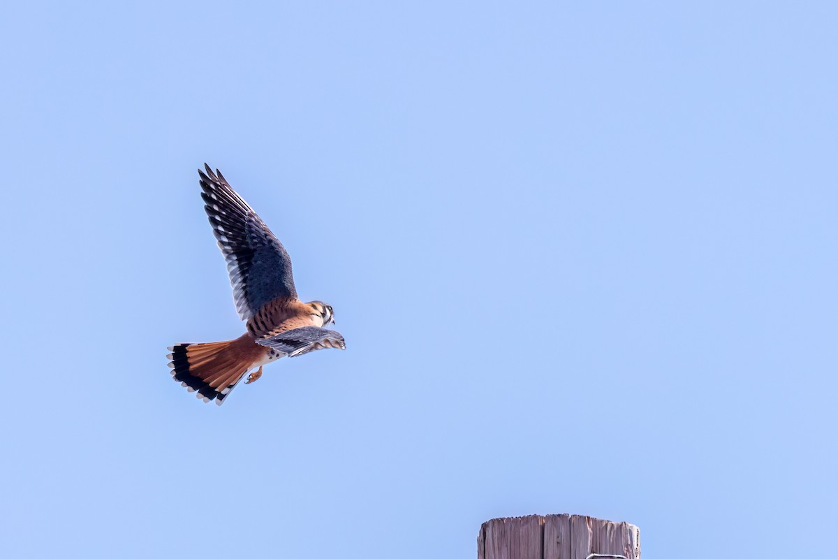 American Kestrel - ML547855171