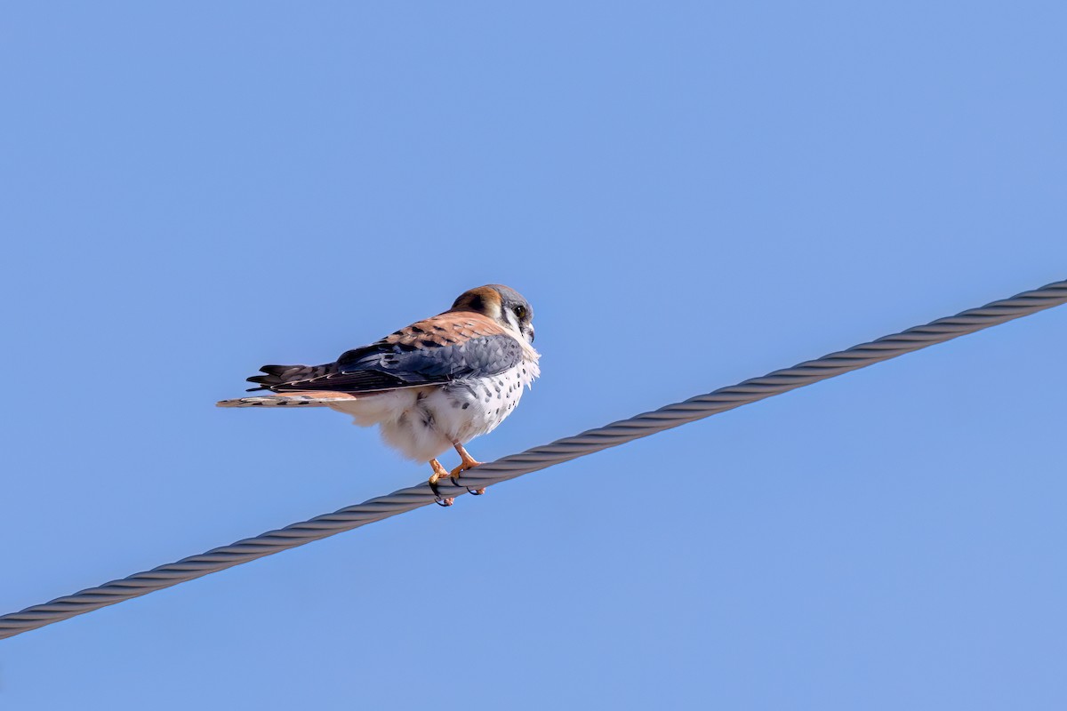 American Kestrel - ML547855351