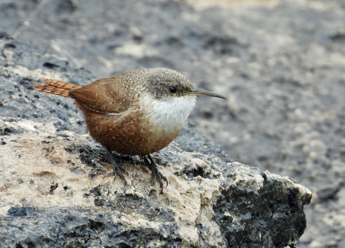 Canyon Wren - ML547855931