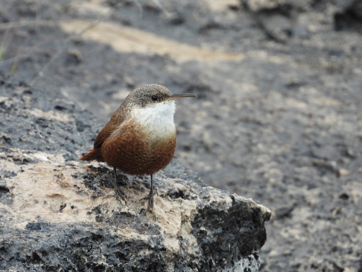 Canyon Wren - ML547855991