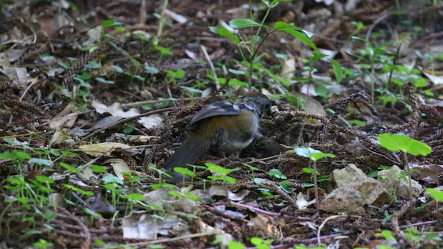 Australian Logrunner - ML547857131