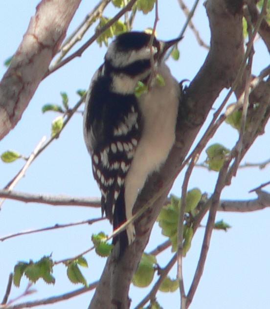 Downy Woodpecker - ML54785891