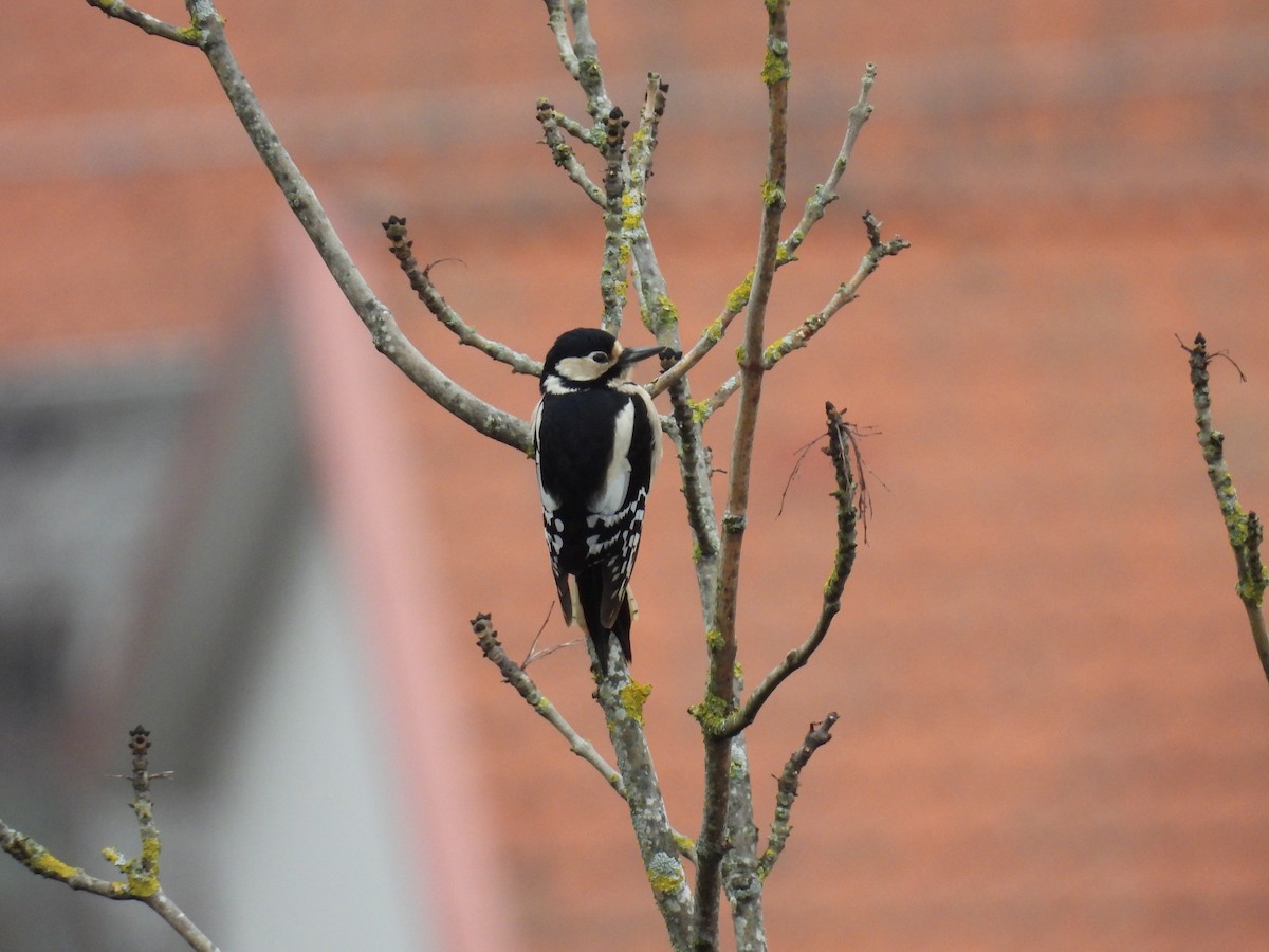 Great Spotted Woodpecker - ML547859391