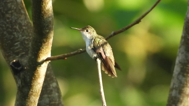 White-bellied Emerald - ML547859601