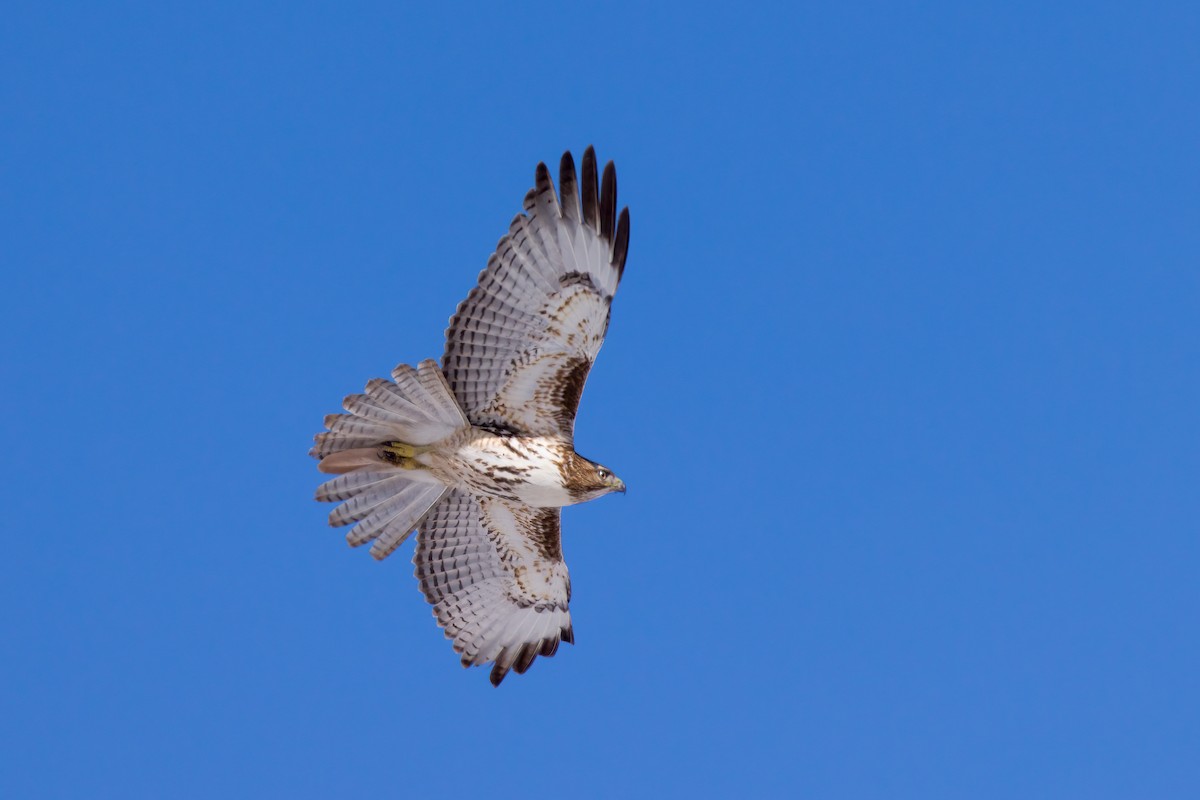 Red-tailed Hawk - ML547859771
