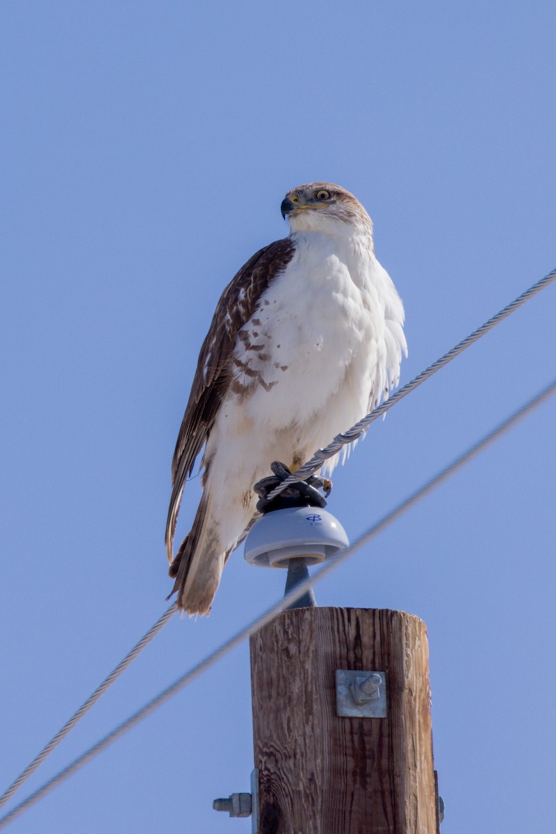 Ferruginous Hawk - ML547860091