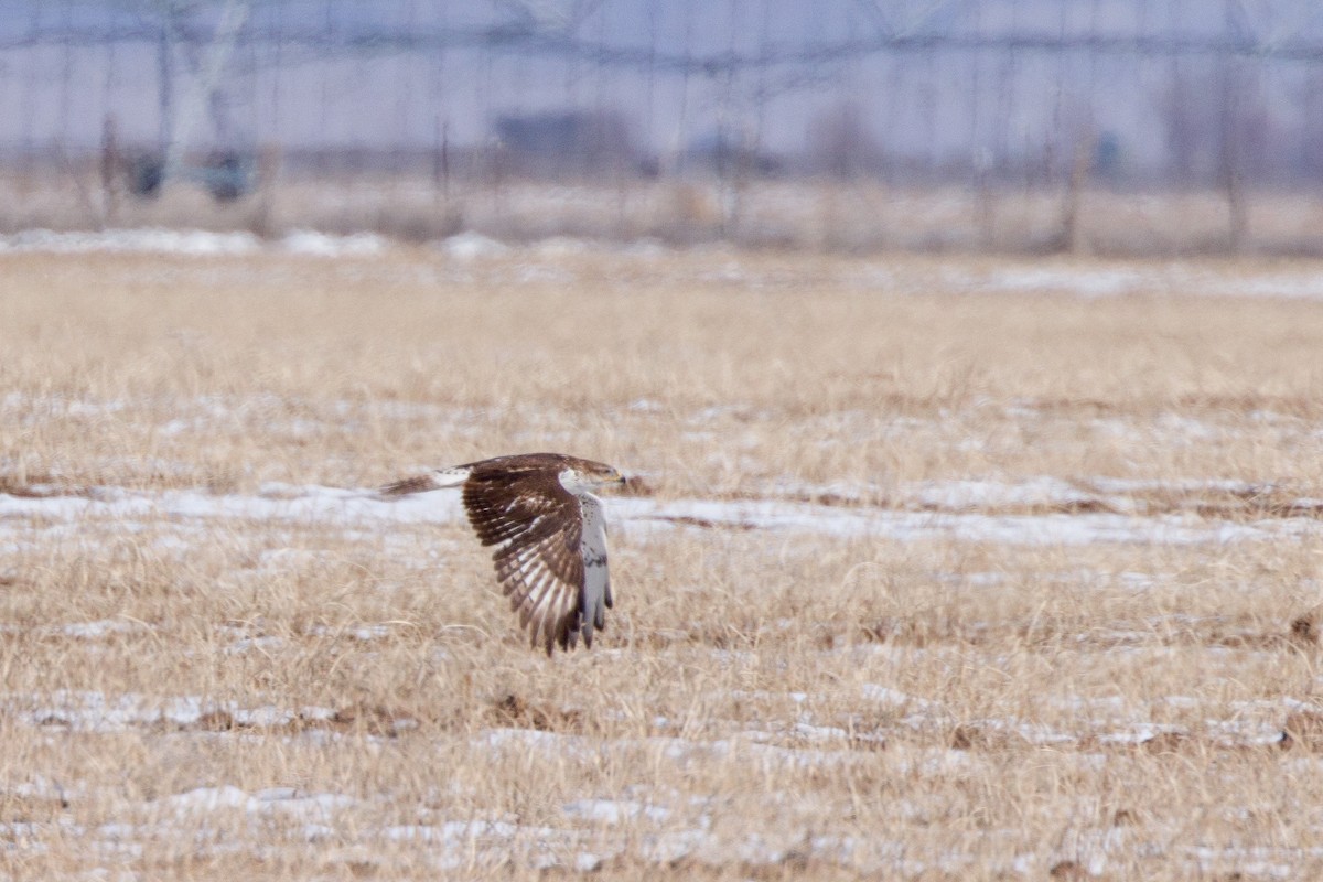 Ferruginous Hawk - ML547860181