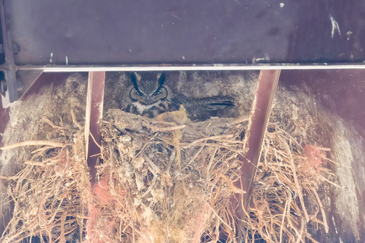 Great Horned Owl - ML547860261