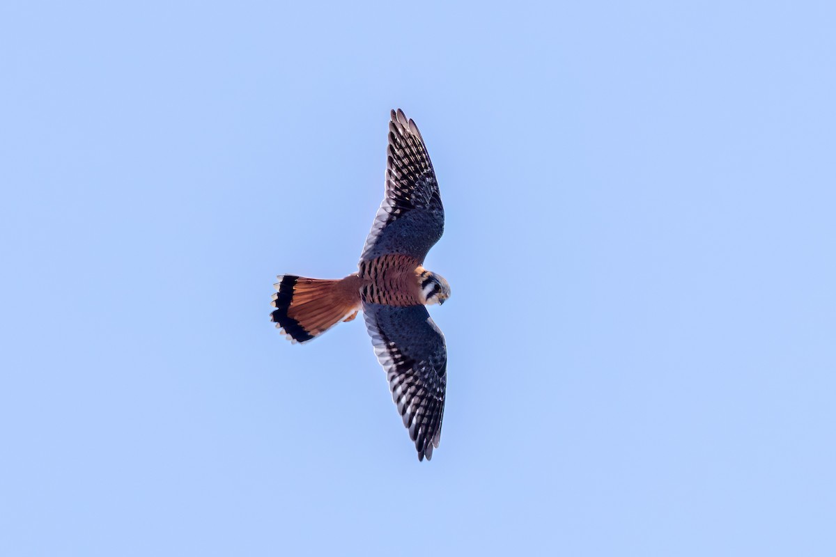 American Kestrel - ML547860331