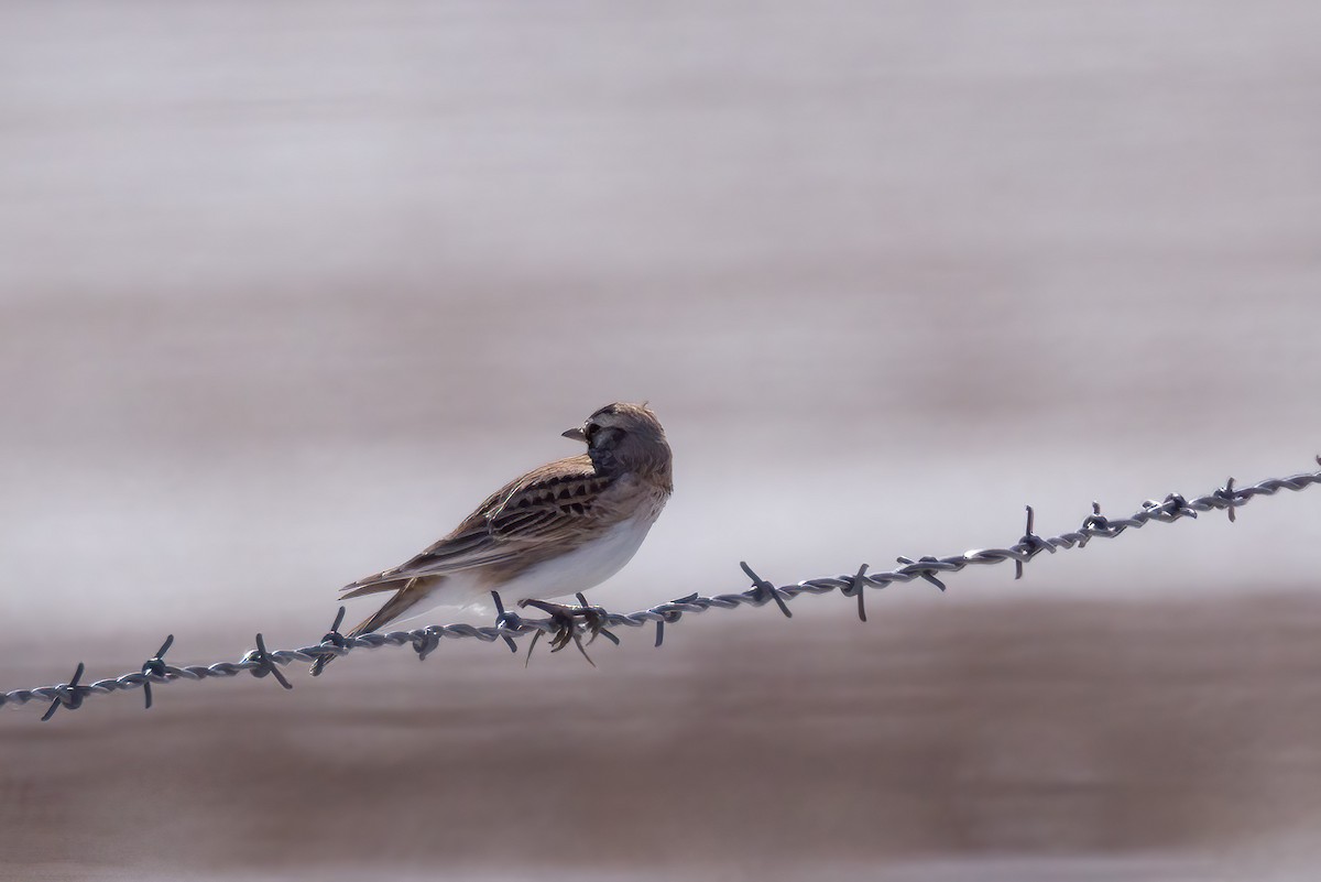 Horned Lark - ML547860391