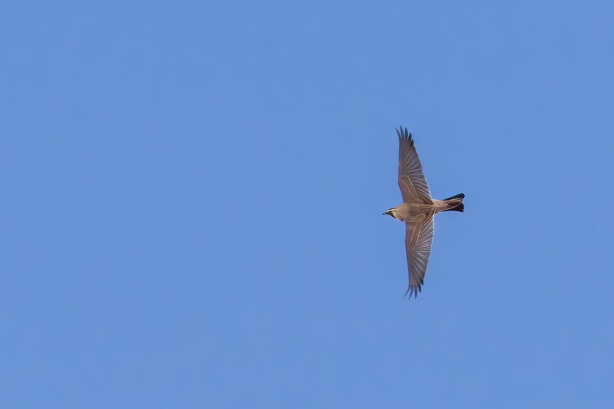 Horned Lark - ML547860411