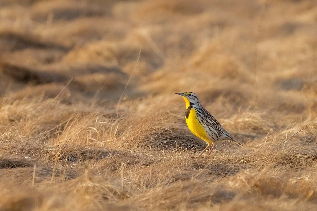 Eastern Meadowlark - ML547861431