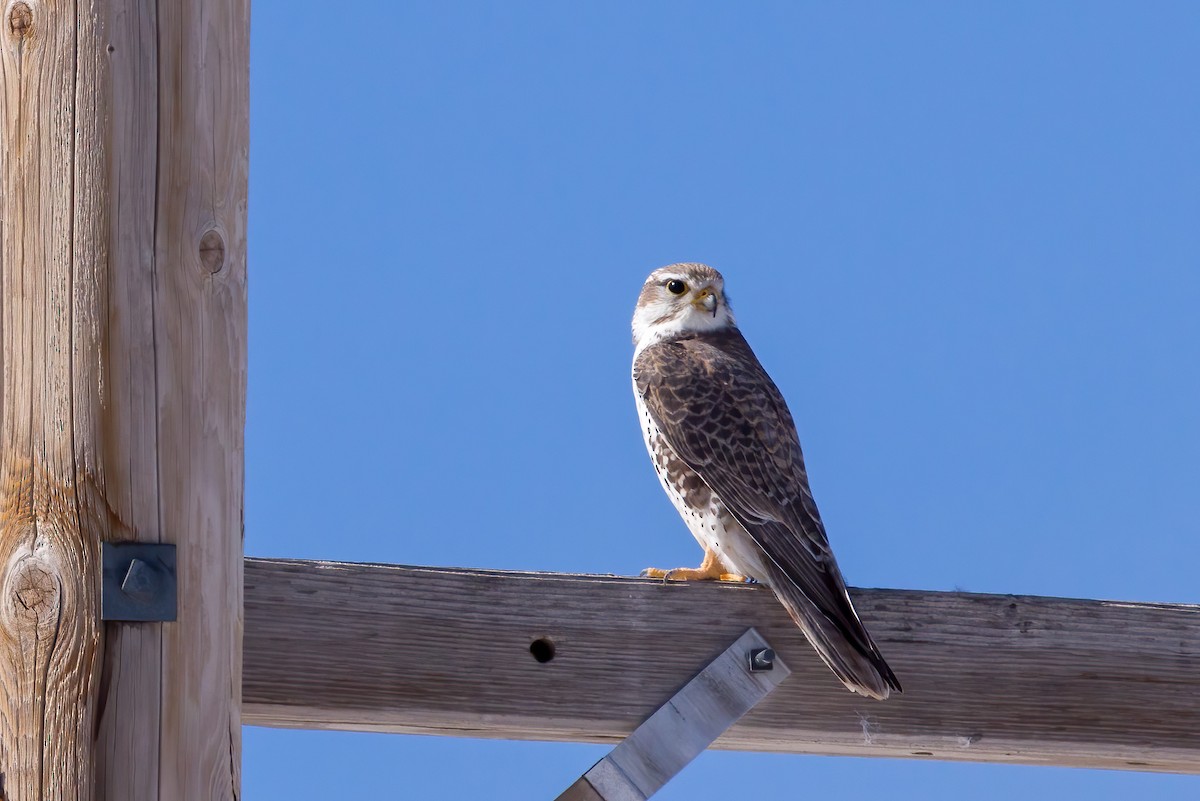 Prairie Falcon - ML547861851