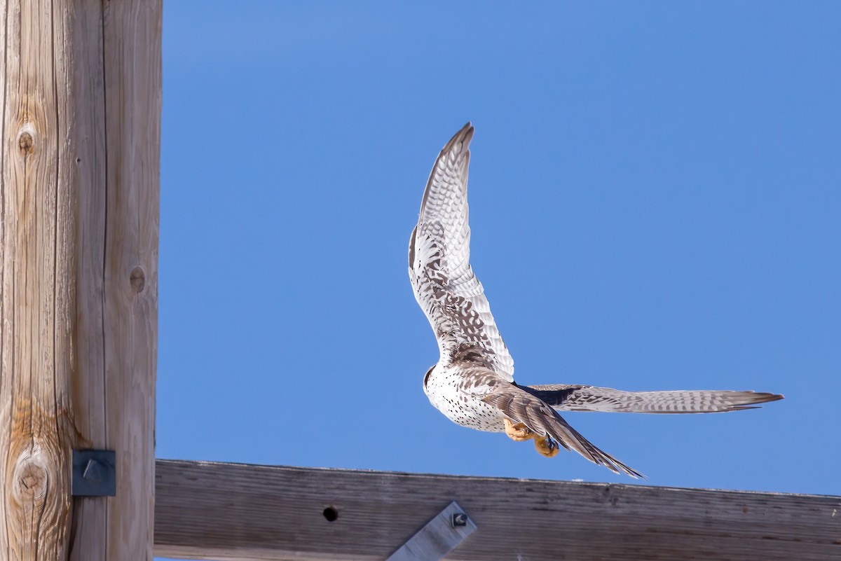 Prairie Falcon - ML547861861