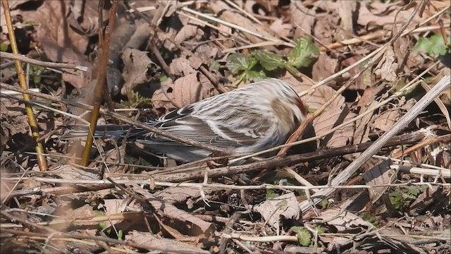 Redpoll (Hoary) - ML547862391