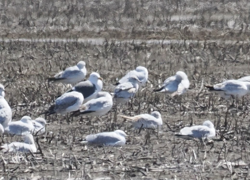 Lesser Black-backed Gull - ML547862401