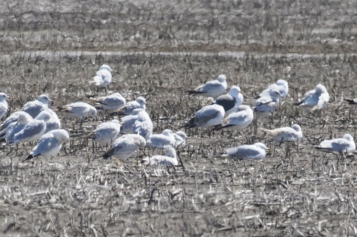 Lesser Black-backed Gull - Rob Harbin