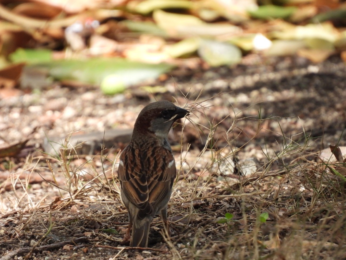 House Sparrow - william gray