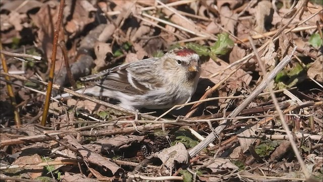 Redpoll (Hoary) - ML547862951