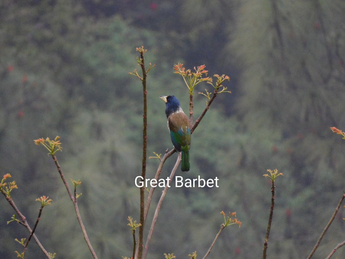 Great Barbet - ML547864851